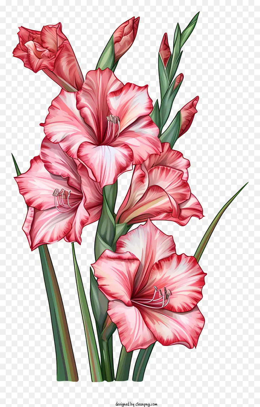 Gladiolus，Fleurs Roses PNG