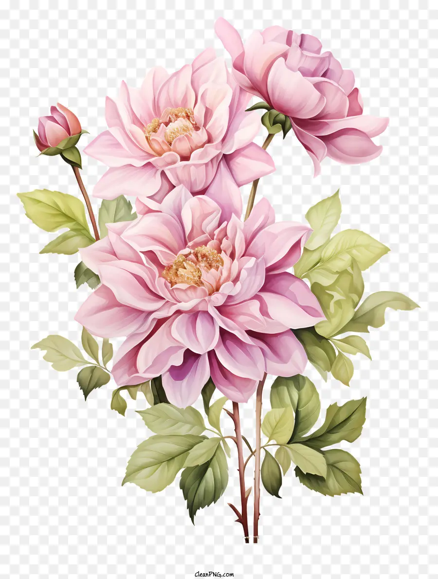 Aquarelle Fleur Rose，Bouquet PNG