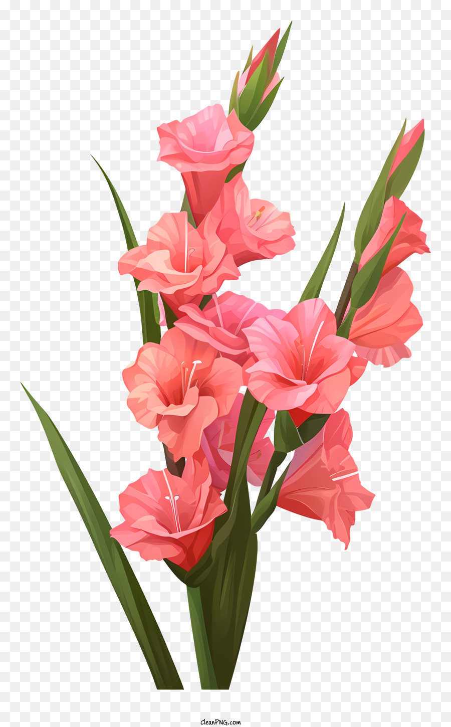 Gladiolus, Fleurs Roses, Arrangement PNG - Gladiolus, Fleurs Roses ...