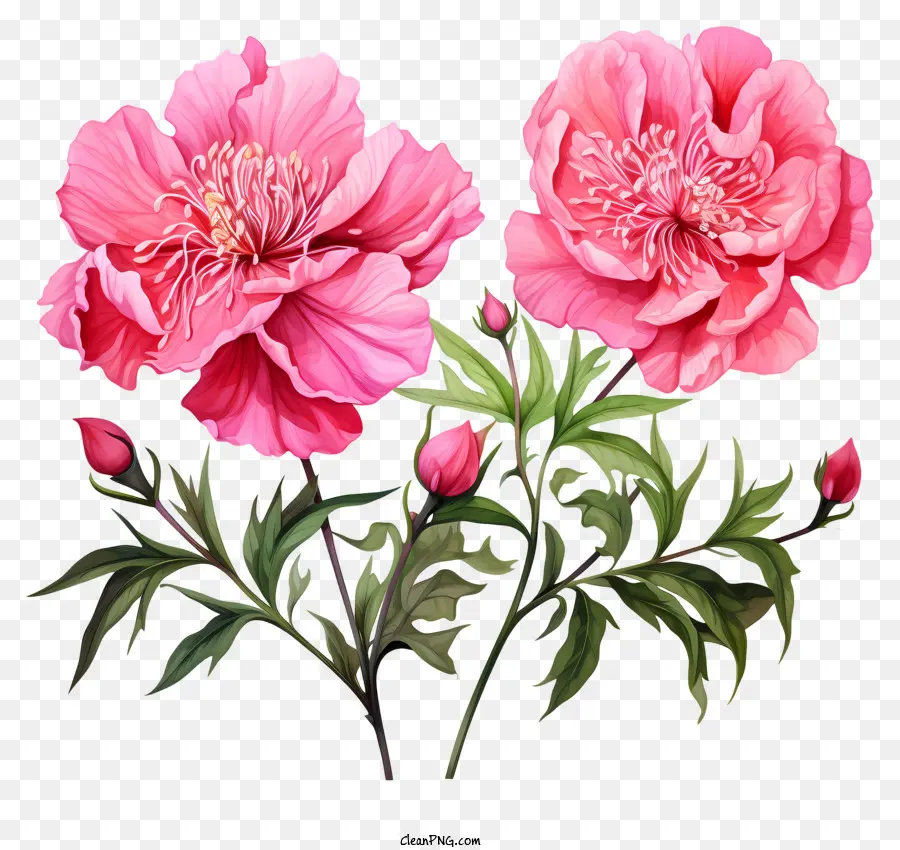 Aquarelle Fleur Rose，Rose Pivoine PNG