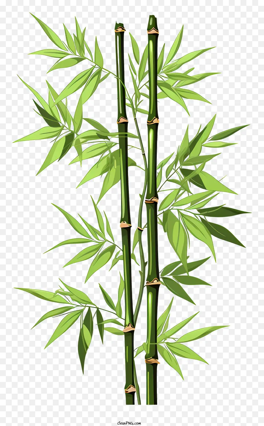 Tige De Bambou Dessinée à La Main，Des Plantes De Bambou PNG