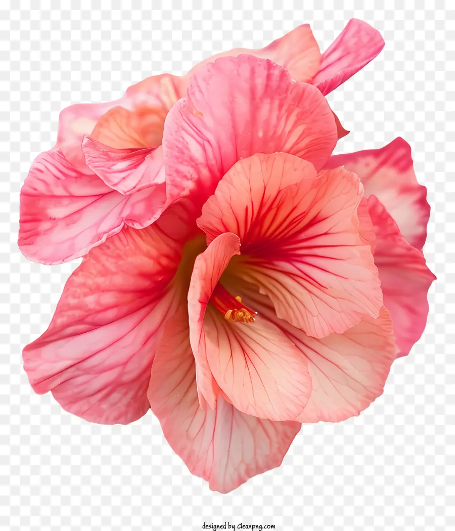 Bégonia，Hibiscus Rose PNG