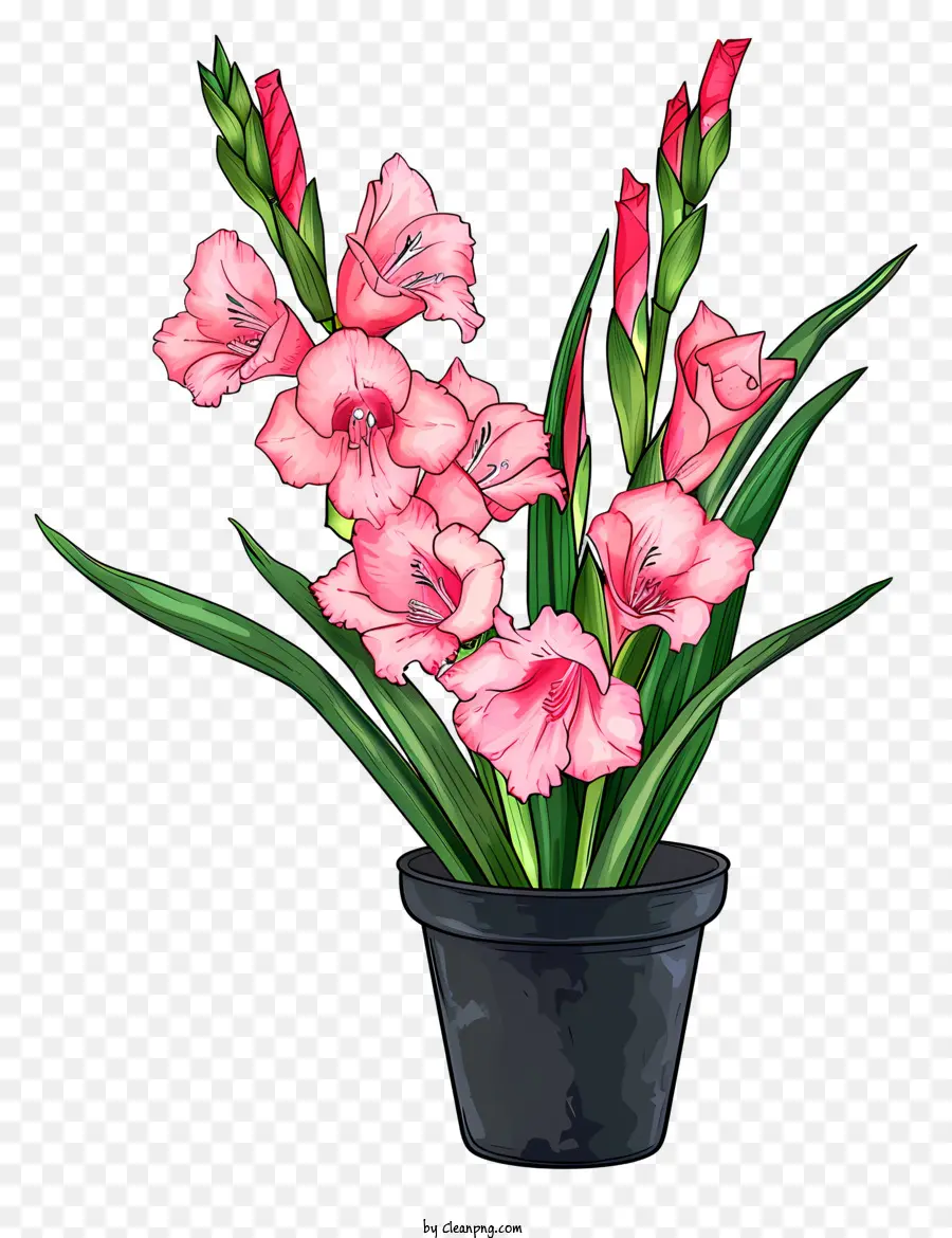 Gladiolus，Pot De Fleurs PNG