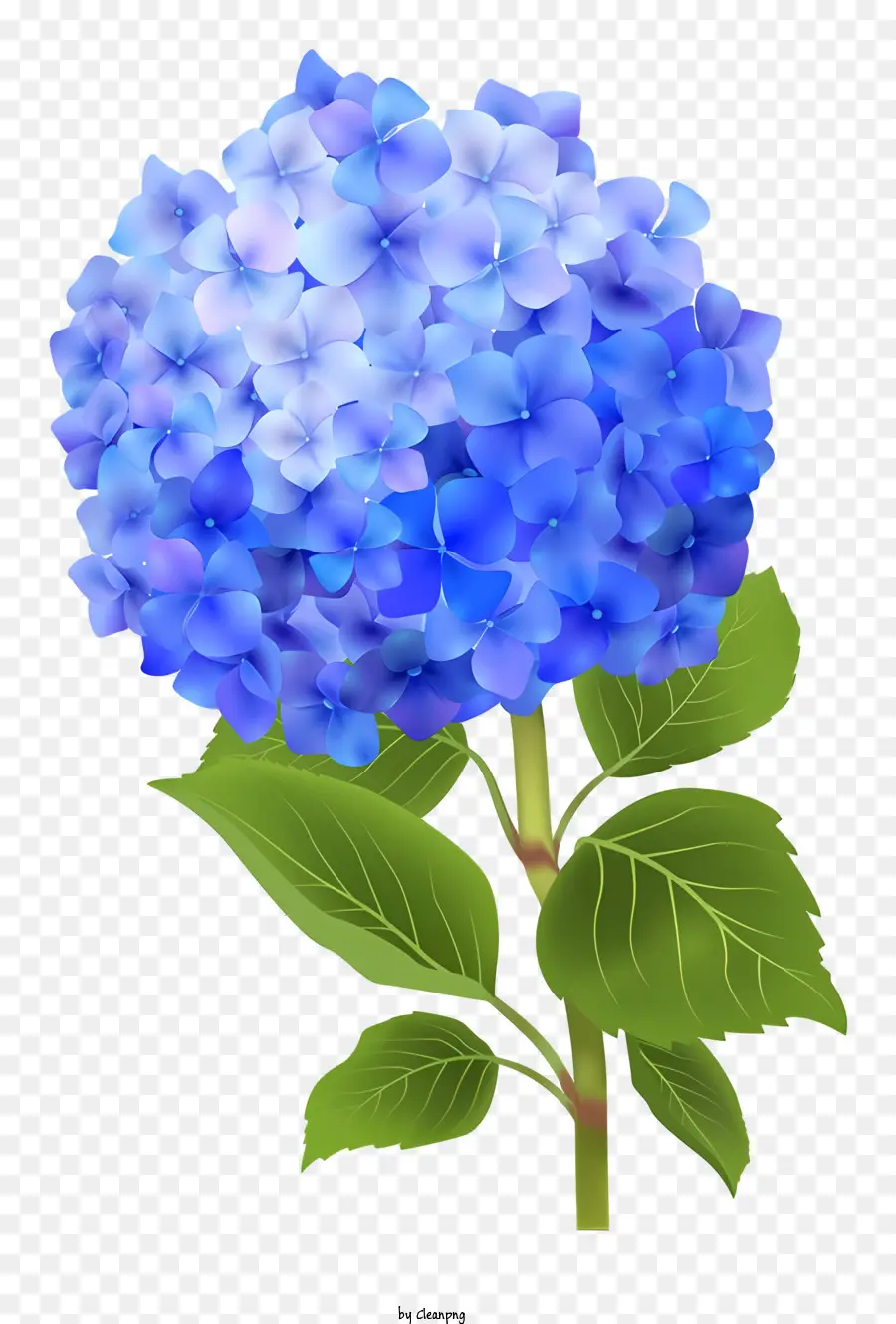 Hortensia，Fleur D'incendie Bleu PNG