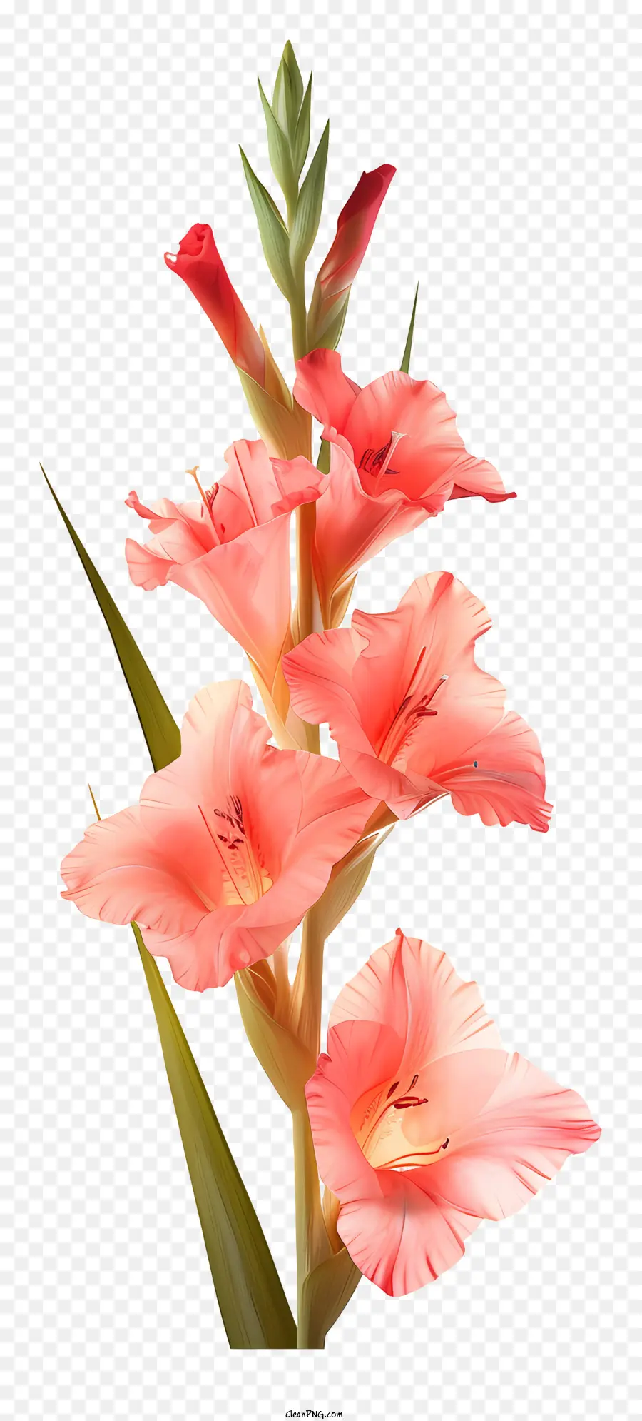 Gladiolus，Fleurs Roses Et Blanches PNG
