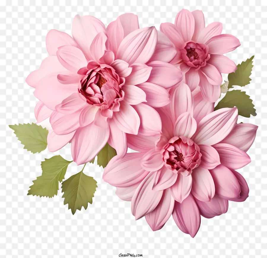 Fleur Rose Plate，Dacha Rose PNG