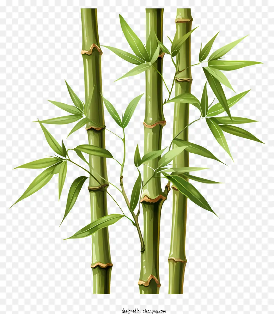 Tige De Bambou Dessinée à La Main，Des Plantes De Bambou PNG