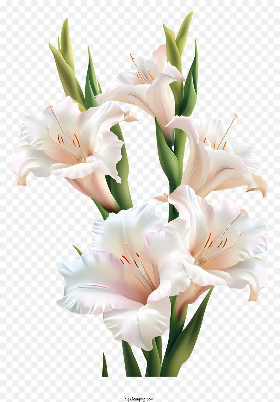 Gladiolus，Fleur De Gardénia PNG