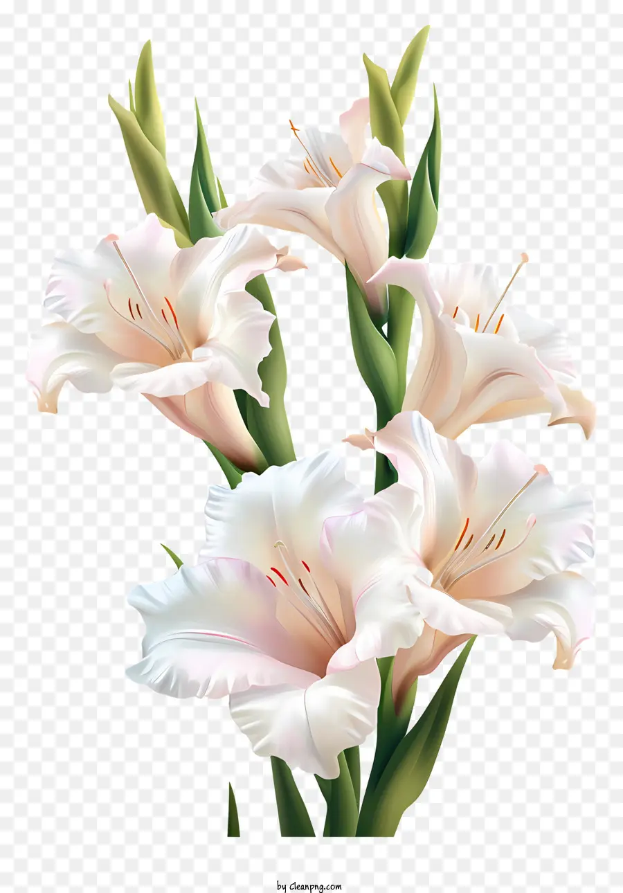 Glaïeul，Fleurs Blanches PNG