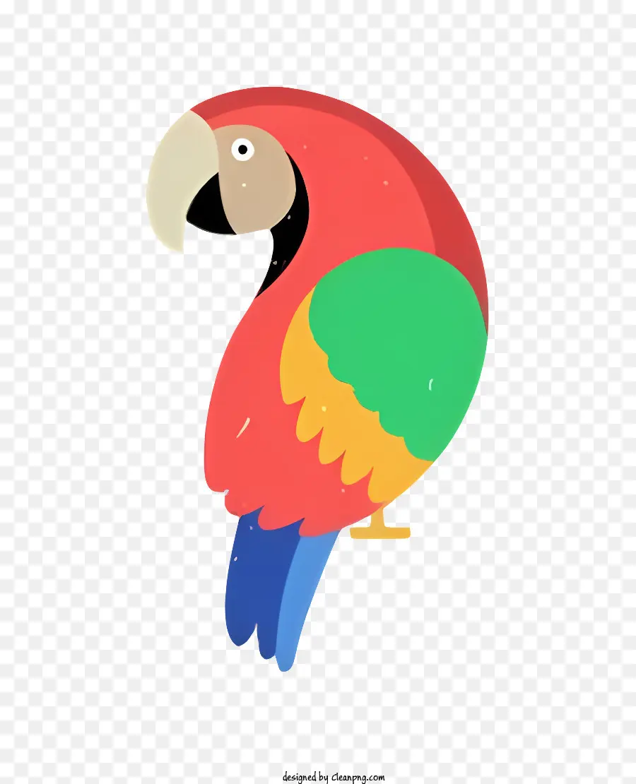 Perroquet Oiseau，Perroquet Coloré PNG