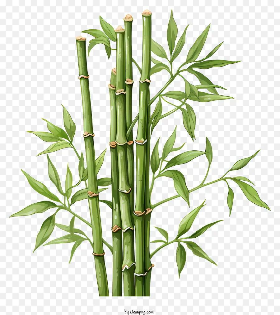 Tige De Bambou Aquarelle，Des Plantes De Bambou PNG