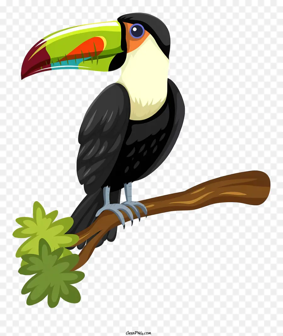 Perroquet Oiseau，Toucan PNG