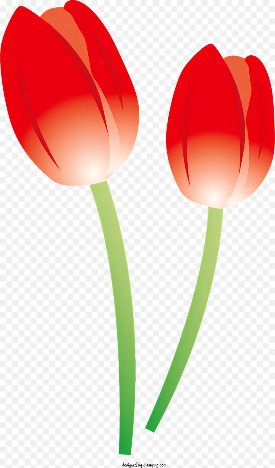 Rouge Tulipes，Feuilles Vertes PNG