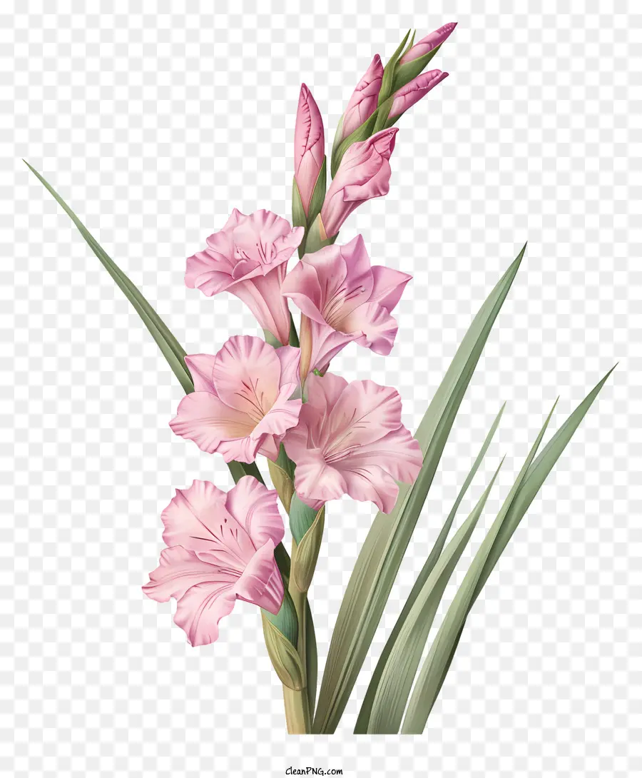 Gladiolus，Fleur Rose PNG