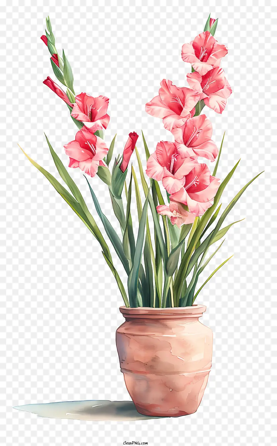 Gladiolus，Peinture à L'aquarelle PNG