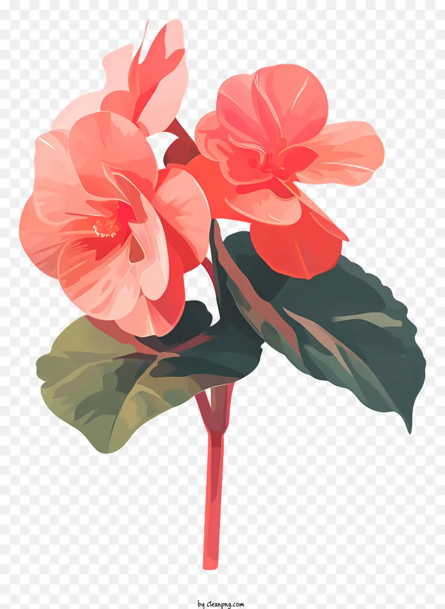 Bégonia，Fleur Rose PNG