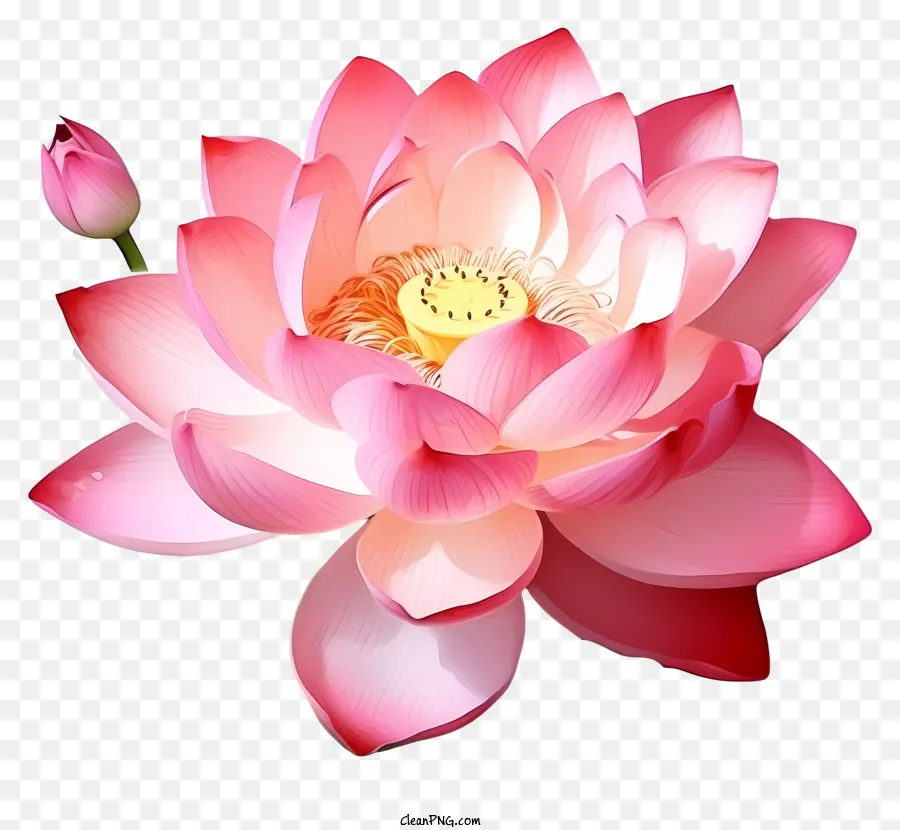 Aquarelle Fleur De Lotus，Fleur De Lotus Rose PNG