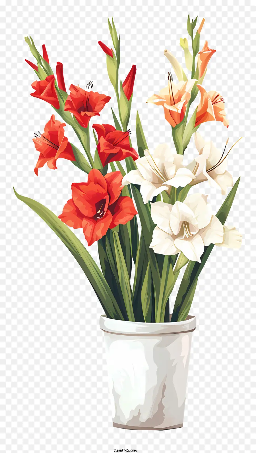 Gladiolus，Plante En Pot PNG