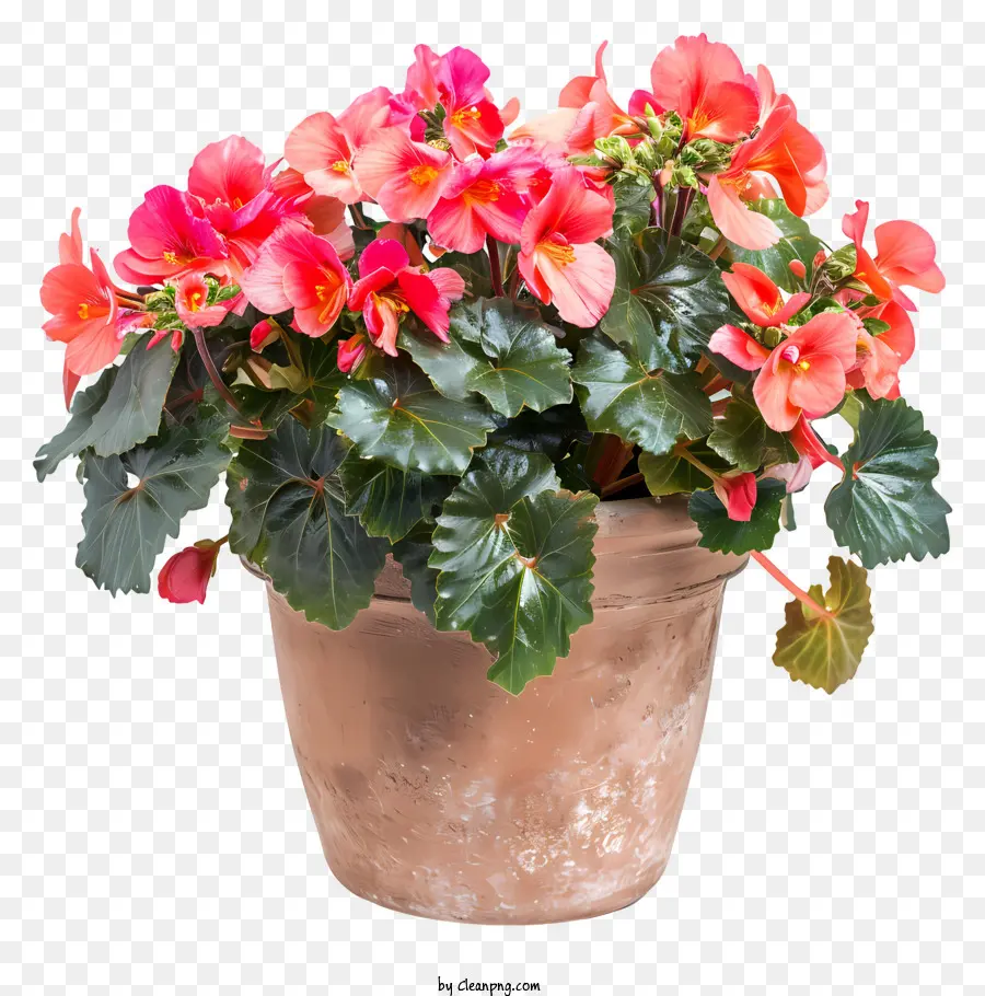 Bégonia，Grande Plante En Pot PNG