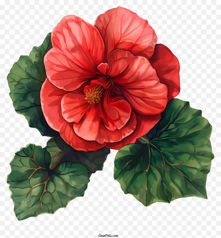 Bégonia，Fleur D'hibiscus Rouge PNG