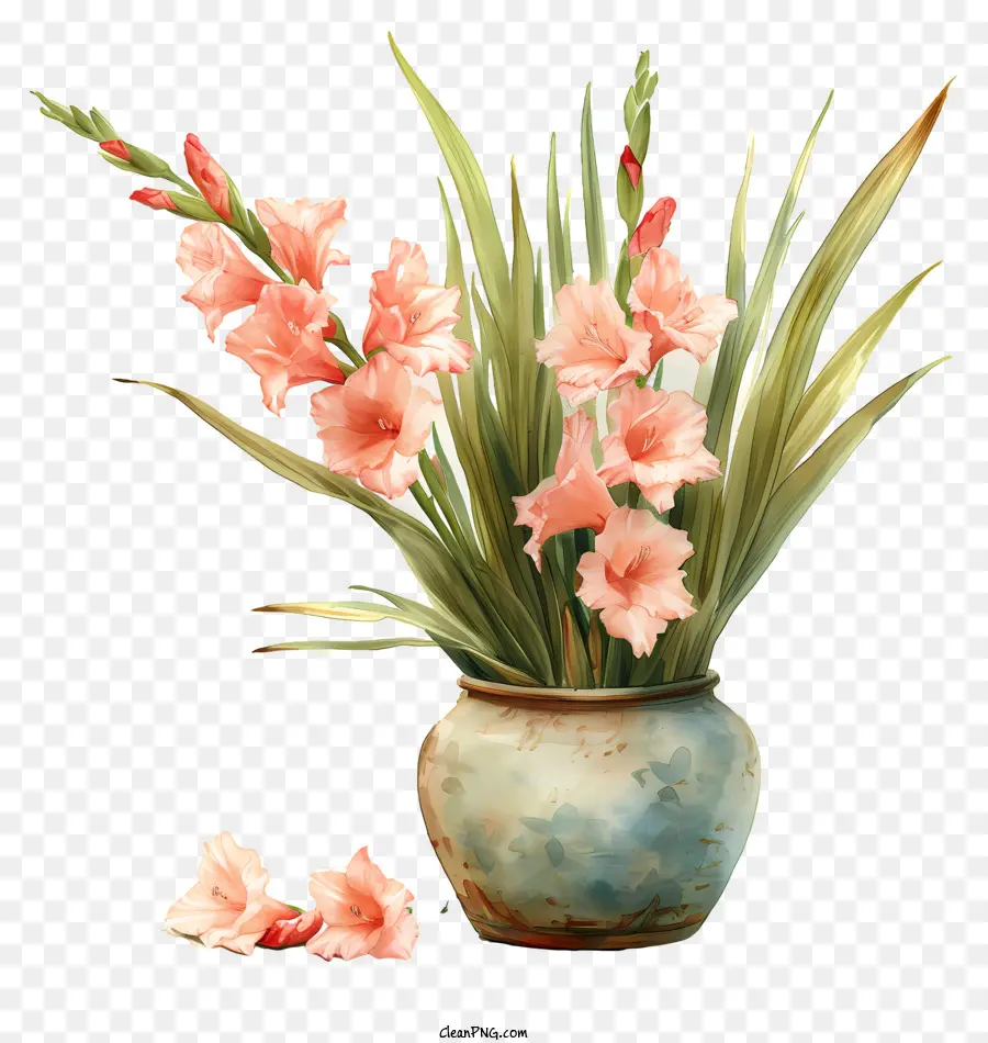Gladiolus，Vase PNG