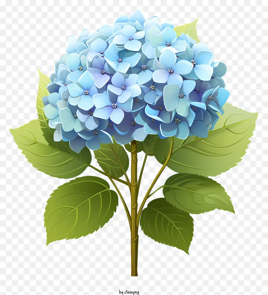 Fleur D'hortensia Plate，Fleur D'incendie Bleu PNG