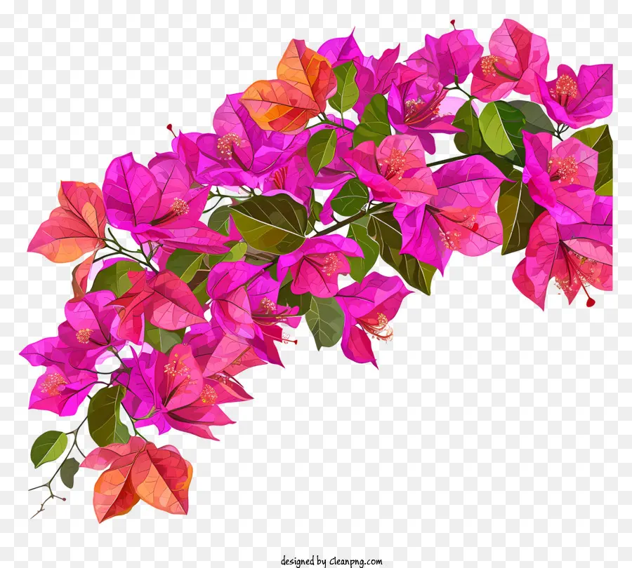 Bougainvillea Plate，Peinture PNG