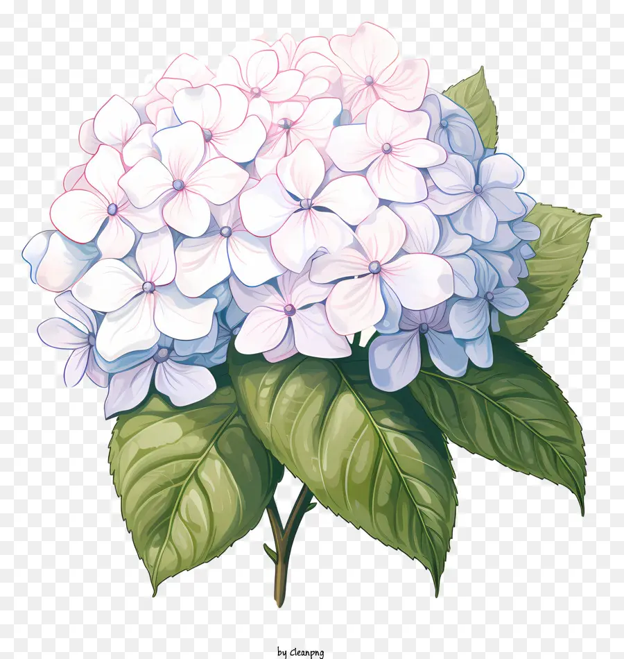 Fleur D'hortensia De Style Croquis，Plante De Hérisson PNG