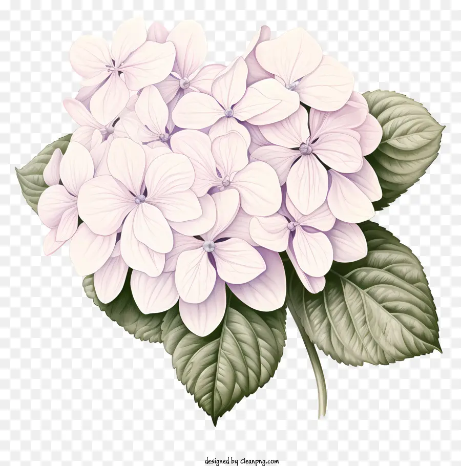 Fleur D'hortensia De Style Croquis，Fleur D'incendie Rose PNG