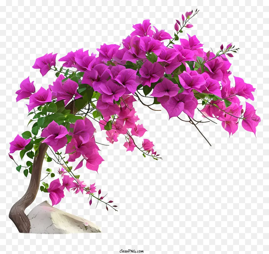 Les Bougainvilliers，Rose Bougainvilliers PNG