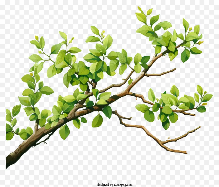 Branche D'arbre à Aquarelle，Branche D'arbre Vert PNG
