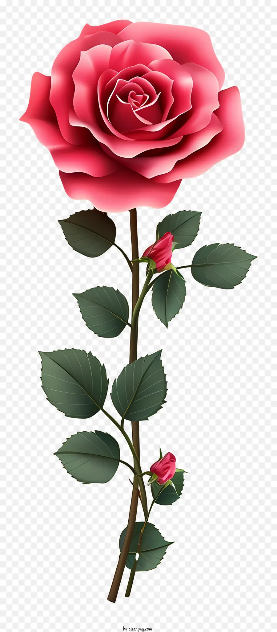 Rose De Dessins Animés Et Papier，Rose Rouge PNG