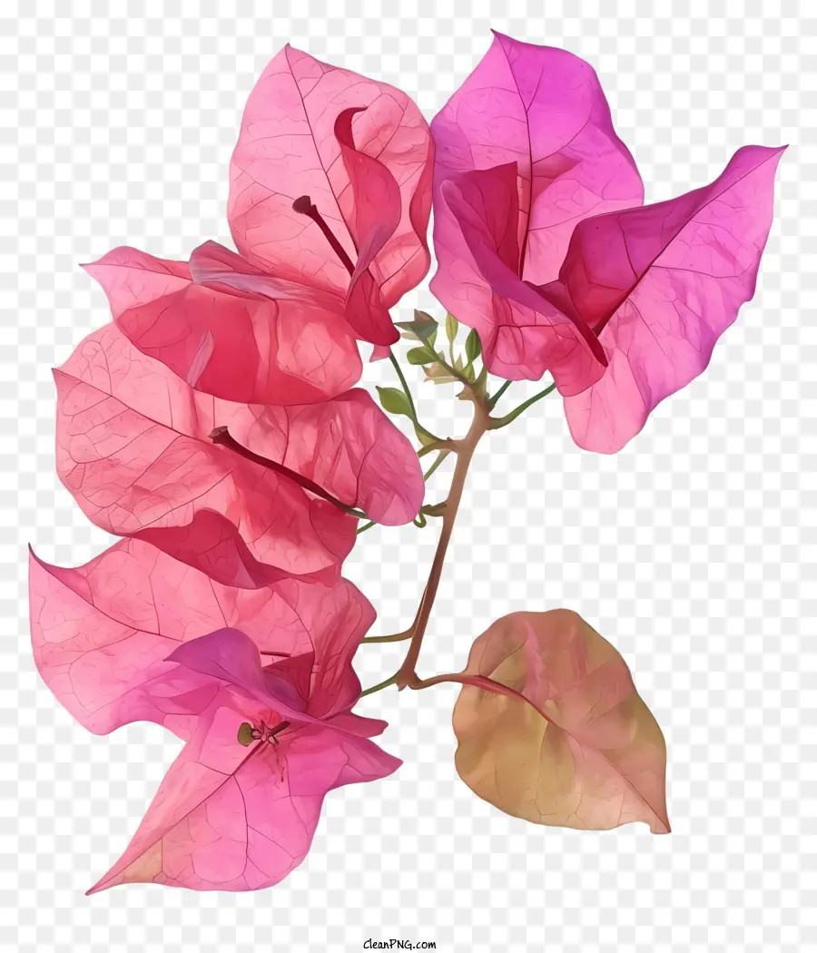 Fleurs De Bougainvilliers，Fleur Rose PNG