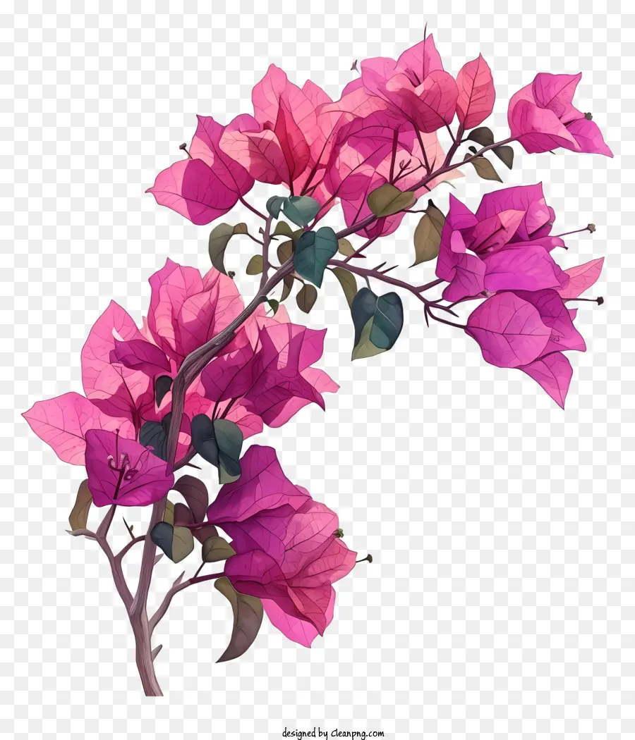 Illustrations Détaillées Du Personnage，Les Bougainvilliers PNG