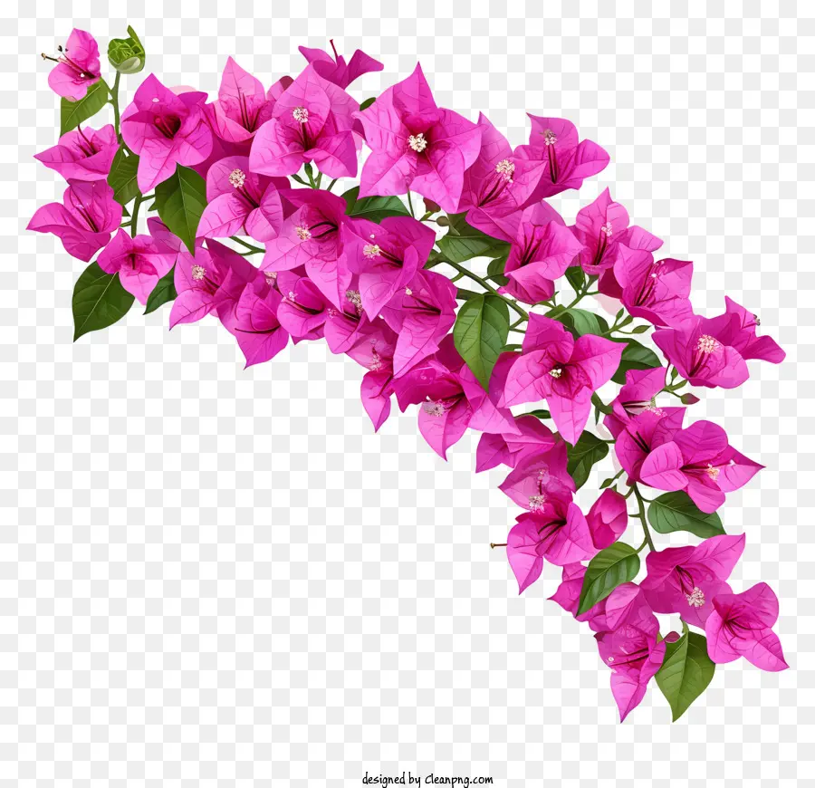 Bougainvillea Plate，Arrangement De Fleurs Roses PNG