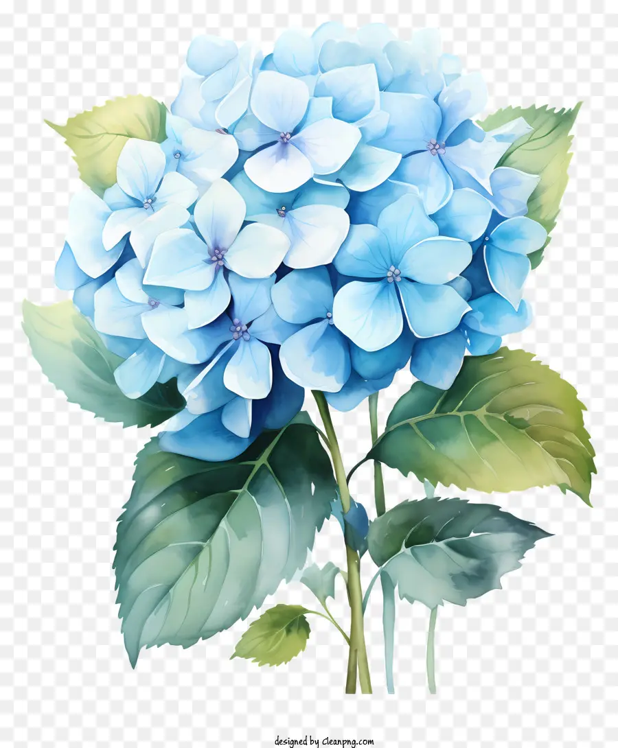 Fleur D'hortensia Aquarelle，Fleur D'incendie Bleu PNG