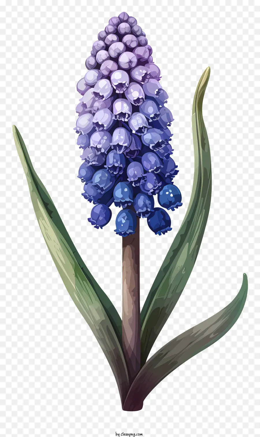 Dessin Animé Muscaris，Fleurs Bleues PNG