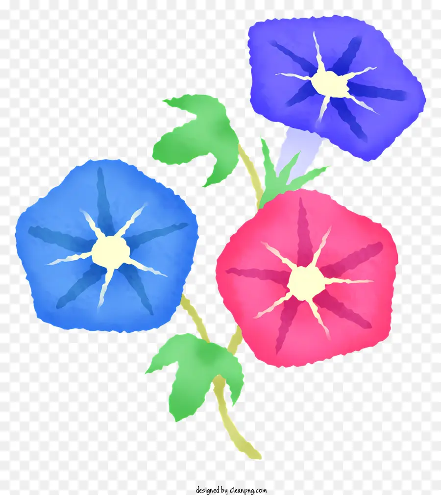 Clipart，Fleurs De Gloire Du Matin PNG