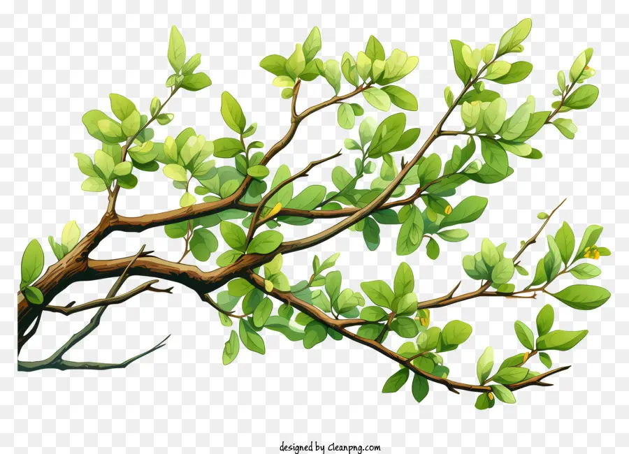 Branche D'arbre à Aquarelle，Branche D'arbre Vert PNG