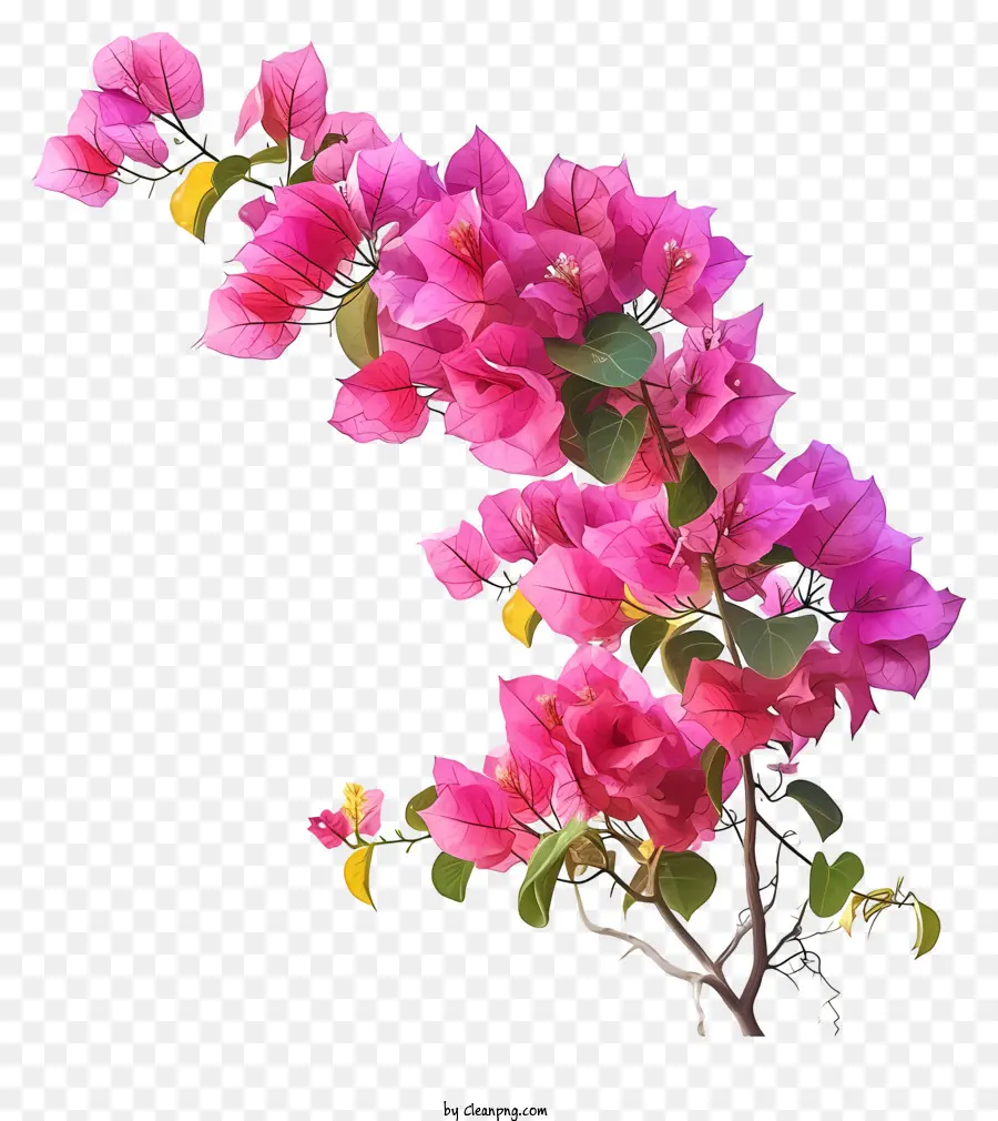 Bougainvillier Réaliste，Bougainvillier Rose PNG