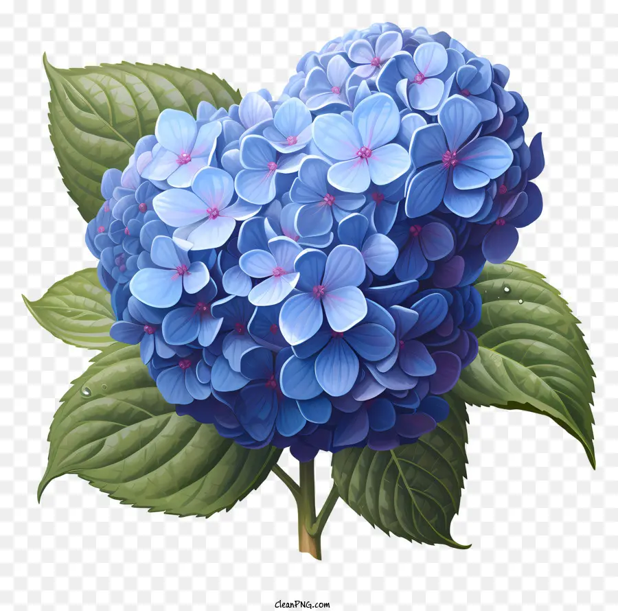 Fleur D'hortensia De Style Réaliste，Hylantha Bleue PNG