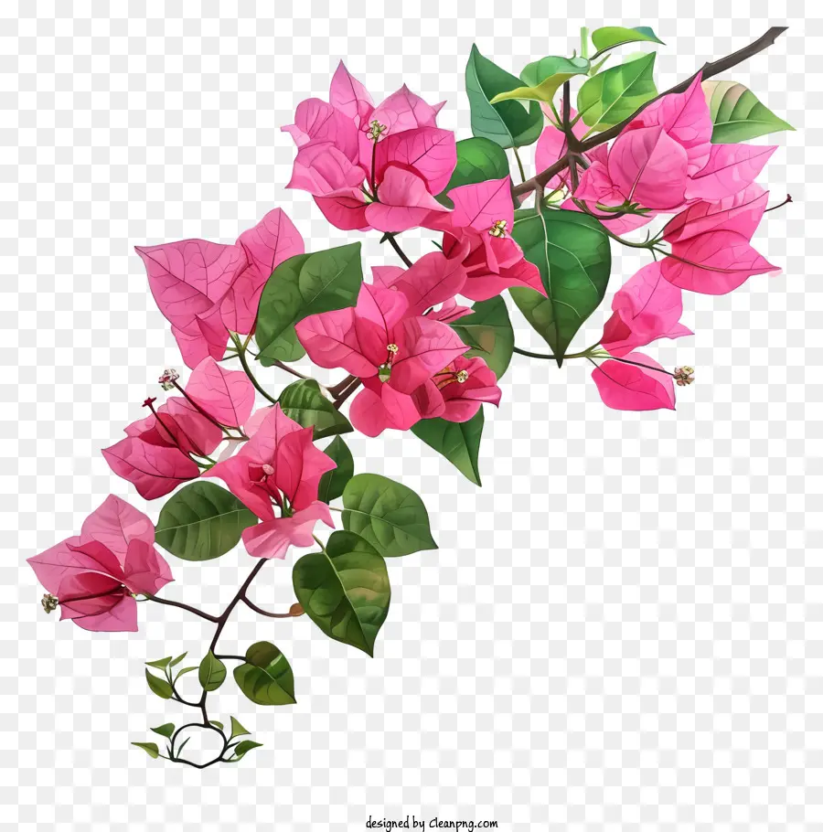 Dans Le Style Des Illustrations Hyperréalistes，Les Bougainvilliers PNG