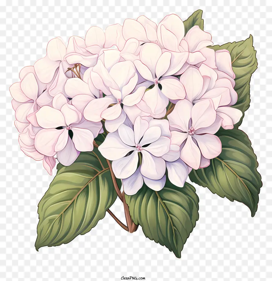Fleur D'hortensia De Style Croquis，Fleur PNG