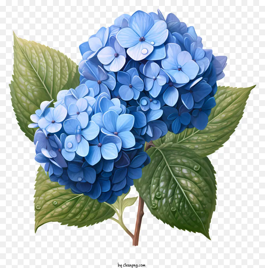 Fleur D'hortensia De Style Réaliste，Bleu Hortensia PNG