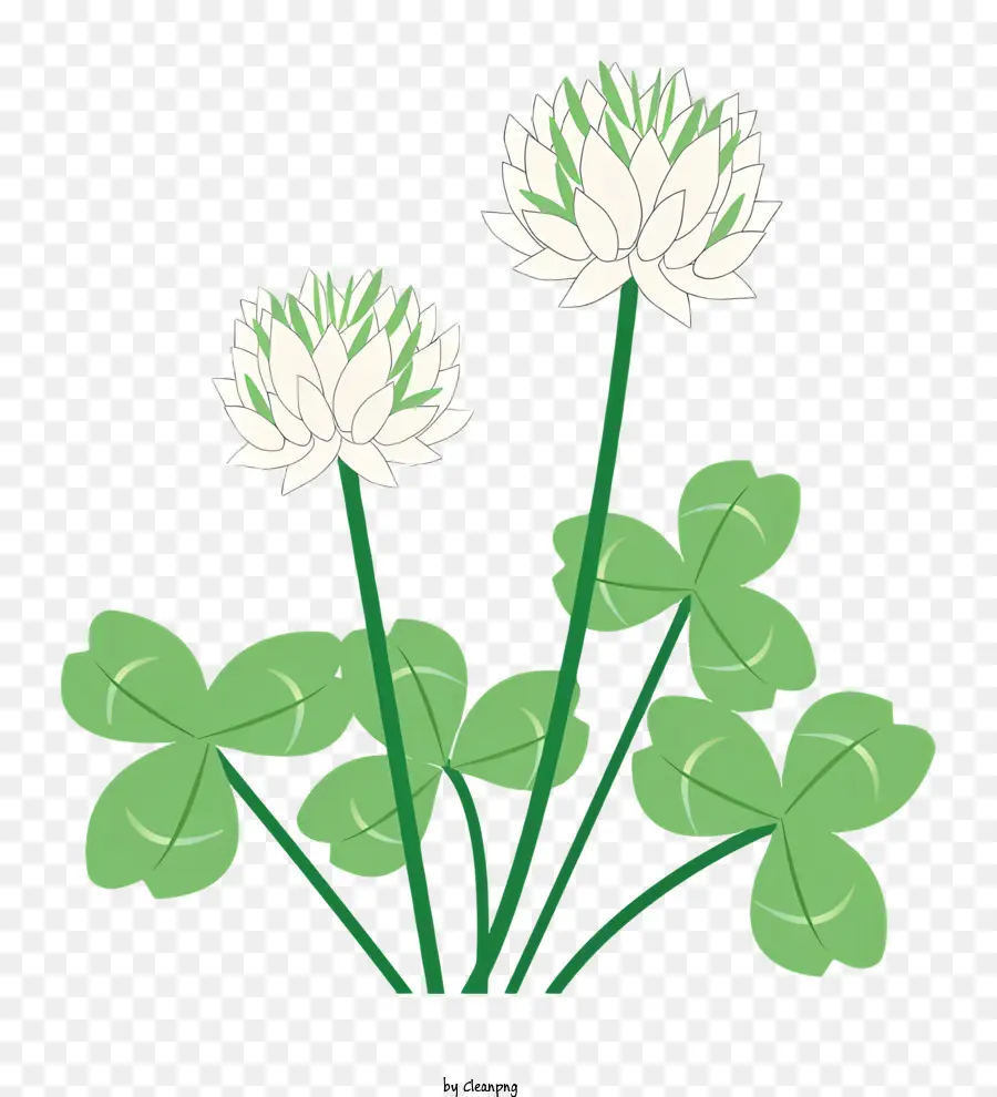 Fleur，Trèfle Blanc PNG