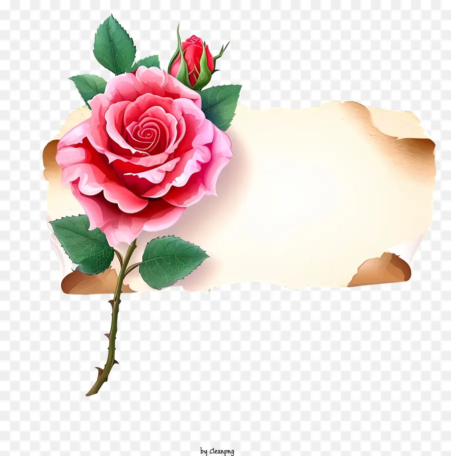 Rose De Dessins Animés Et Papier，Rose Rose PNG