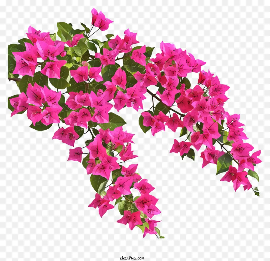 Bougainvillea Réaliste，Bouquet De Fleurs Roses PNG