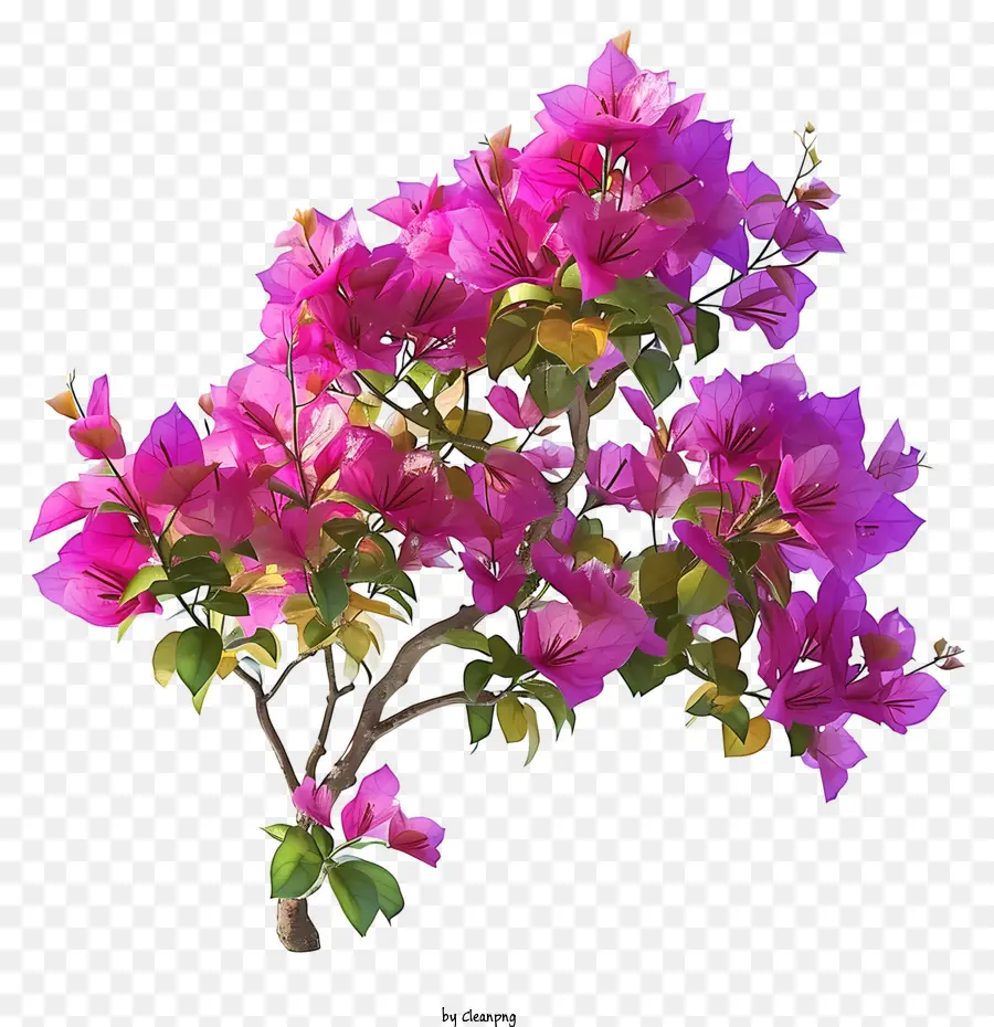 Bougainvillier 3d Réaliste，Bougainvillier Rose PNG