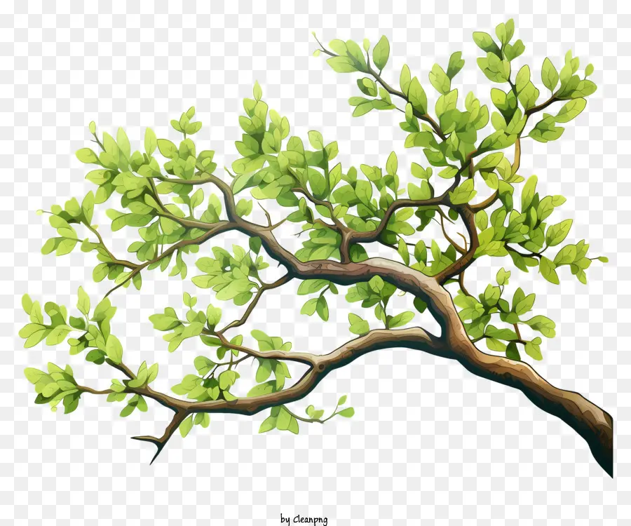 Branche D'arbre à Aquarelle，Arbre Vert PNG