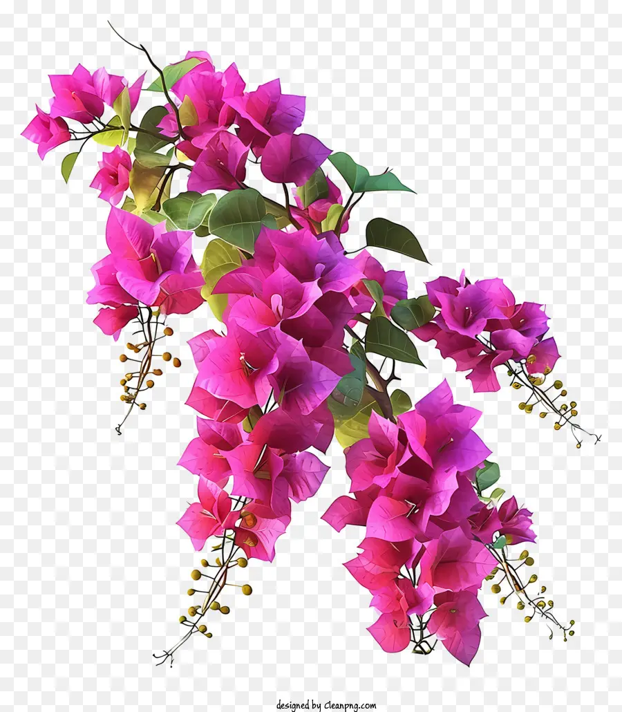 Bougainvillea 3d Réaliste，Fleurs Roses PNG